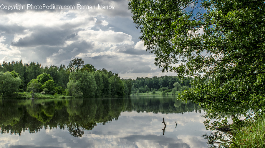 Outdoors, Pond, Water, Conifer, Flora