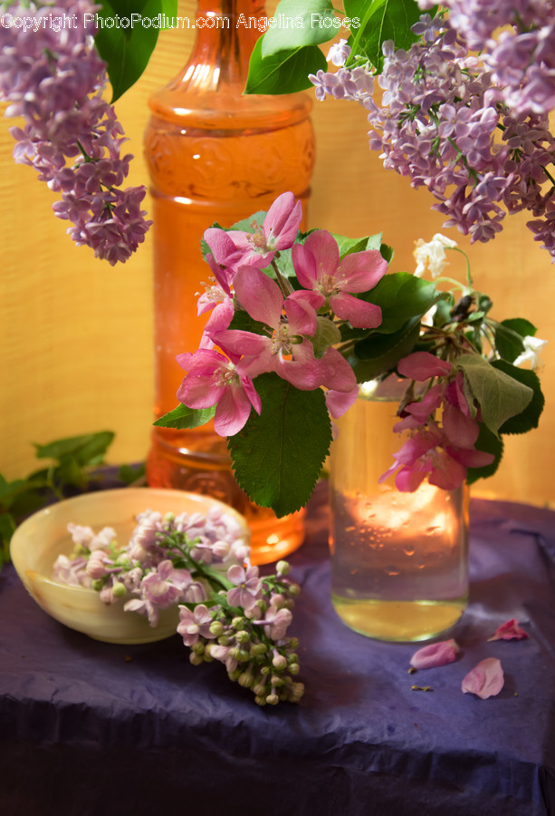 Blossom, Flora, Flower, Flower Arrangement, Ornament