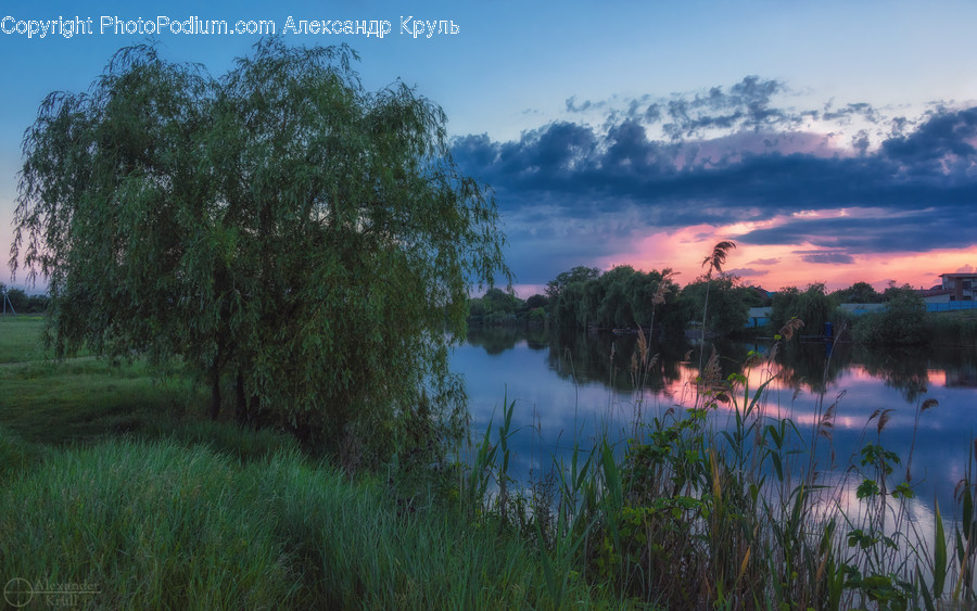 Outdoors, Pond, Water, Flora, Grass