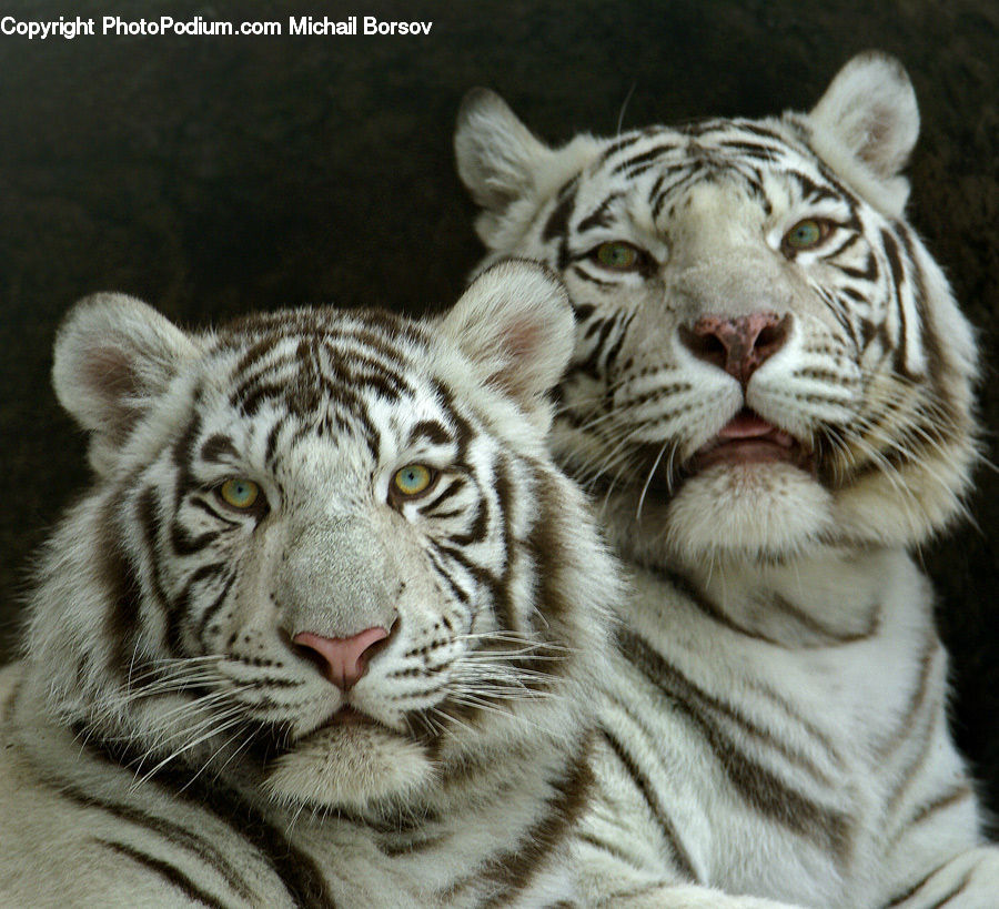 Animal, Mammal, Tiger