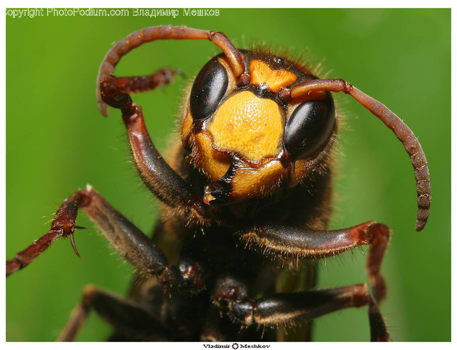Animal, Bee, Insect, Invertebrate, Andrena
