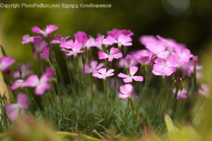 Blossom, Flora, Flower, Geranium, Plant