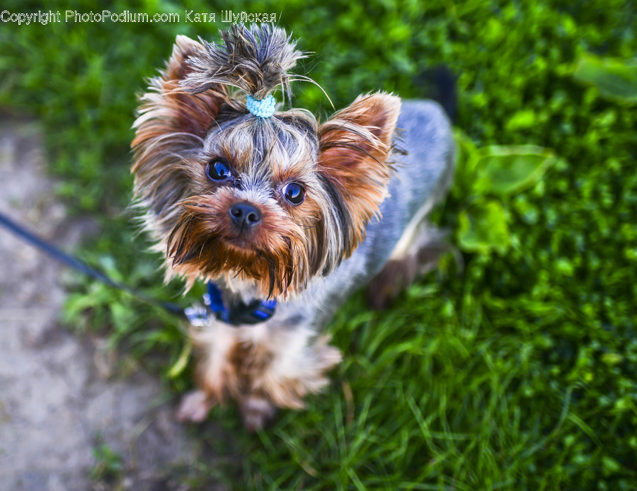 Animal, Canine, Dog, Mammal, Pet