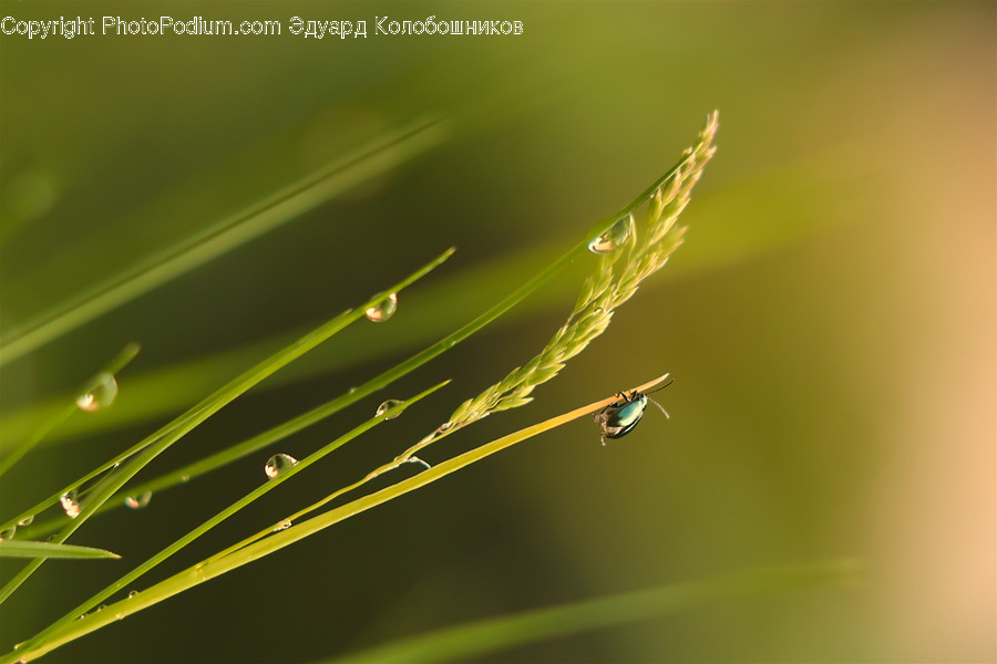 Flora, Grass, Plant, Dill, Food