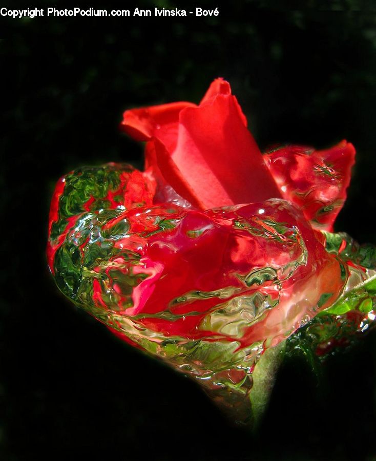 Gift, Blossom, Flora, Flower, Plant, Candy, Confectionery