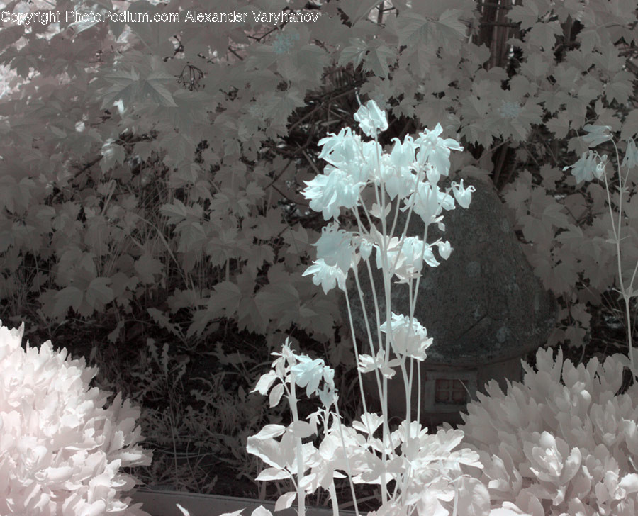 Blossom, Flora, Flower, Plant, Lilac