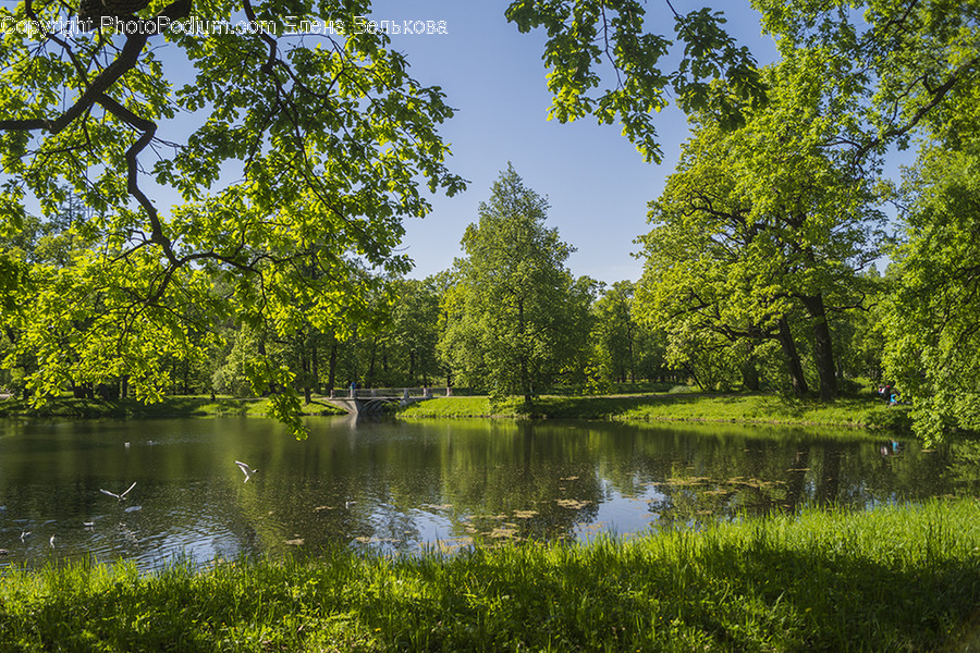 Outdoors, Pond, Water, Flora, Forest
