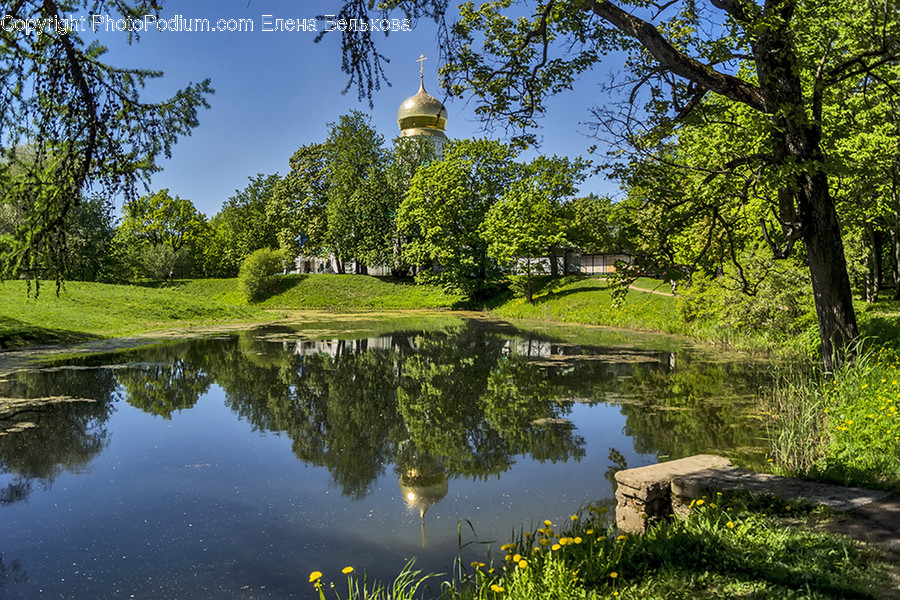 Outdoors, Pond, Water, Conifer, Flora
