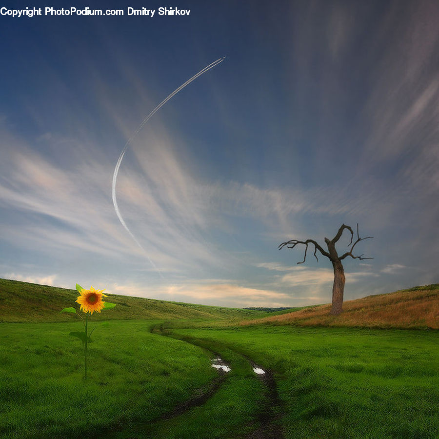 Field, Grass, Grassland, Land, Outdoors, Plant, Tree