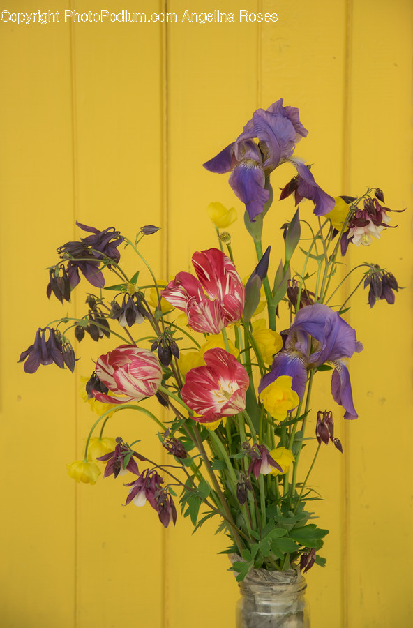 Flora, Jar, Plant, Potted Plant, Pottery