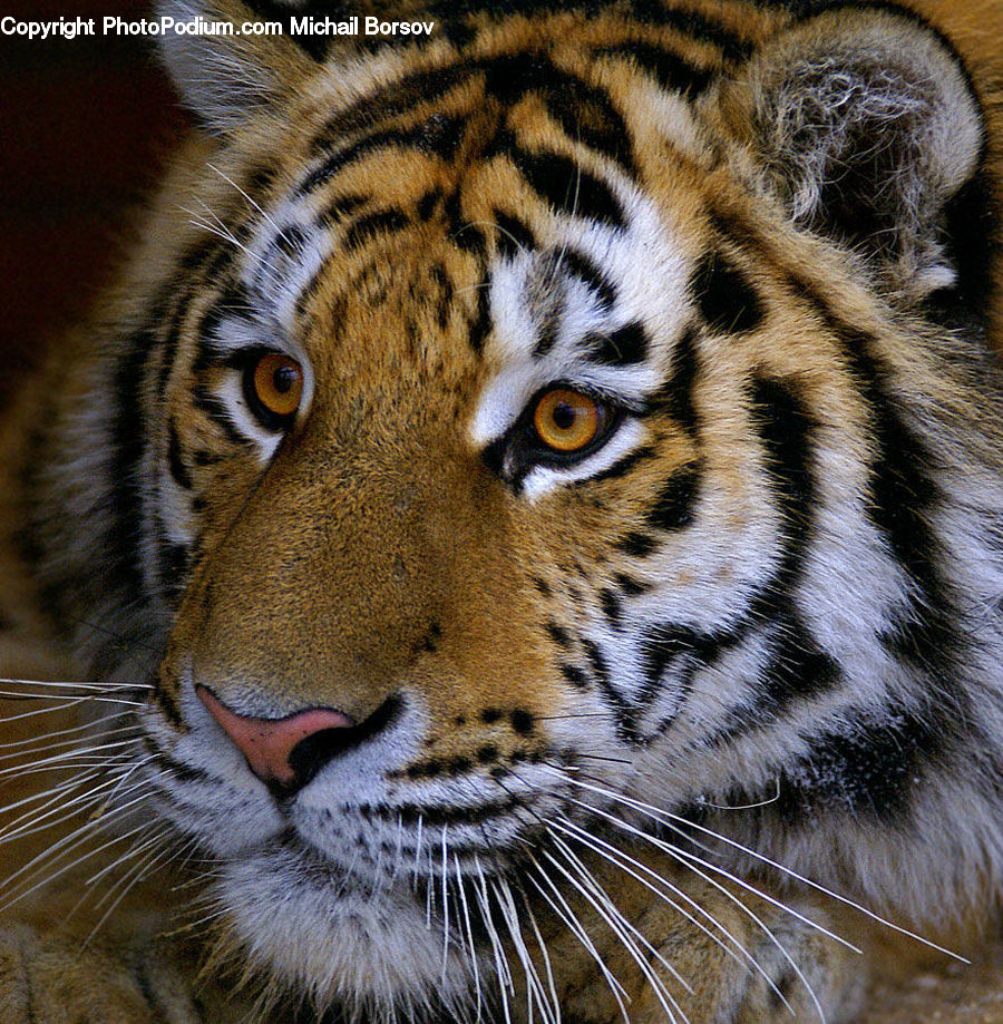 Animal, Mammal, Tiger, Cat, Pet