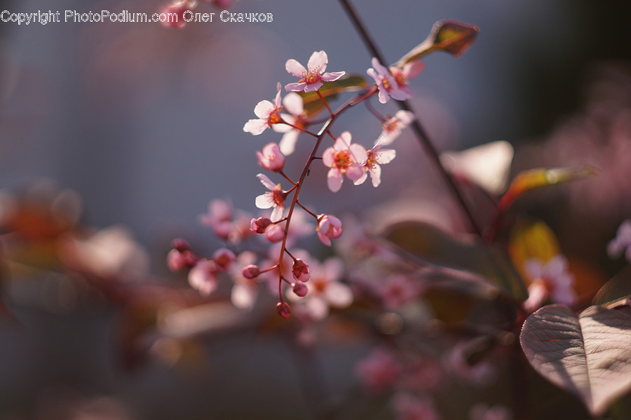 Blossom, Cherry Blossom, Flora, Flower, Plant