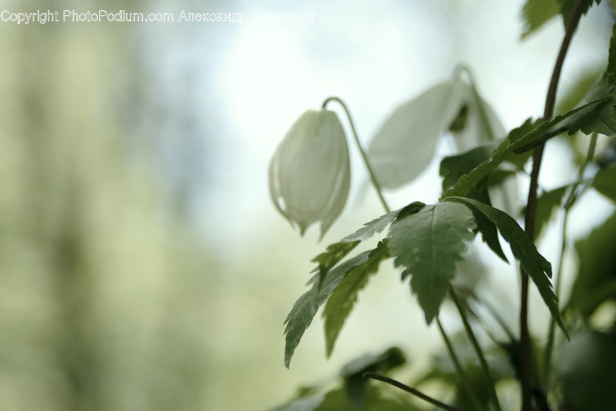 Flora, Plant, Blossom, Flower, Flax