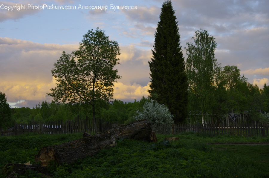 Conifer, Flora, Plant, Tree, Oak