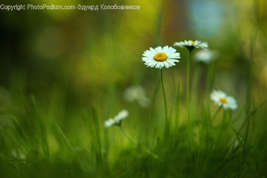 Blossom, Daisies, Daisy, Flora, Flower