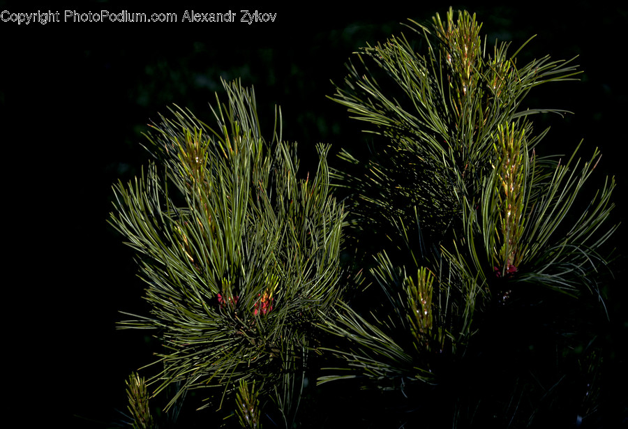 Conifer, Flora, Plant, Tree, Fireworks
