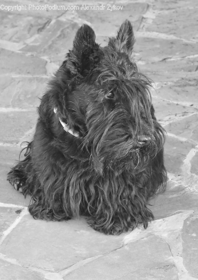 Animal, Canine, Dog, Mammal, Pet