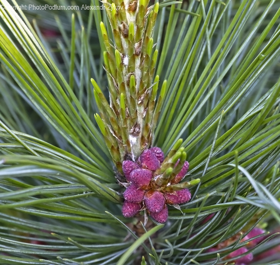 Conifer, Flora, Plant, Tree, Pine