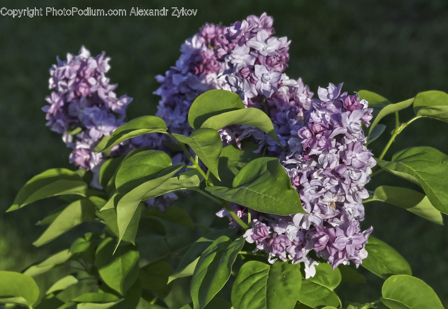 Blossom, Flora, Flower, Lilac, Plant