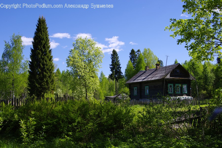 Building, Cottage, House, Housing, Conifer