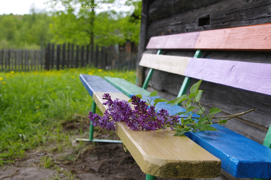 Bench, Flora, Plant