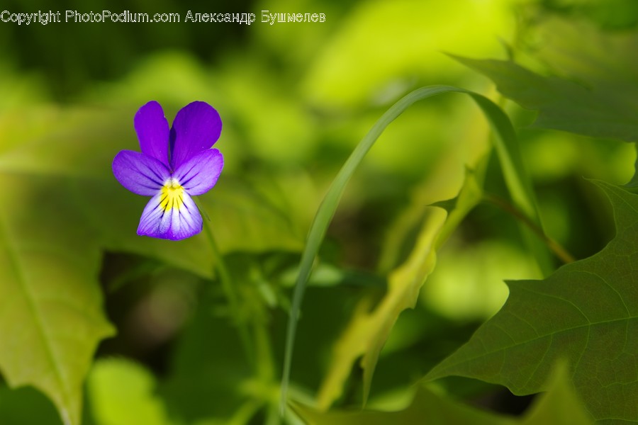 Blossom, Flora, Flower, Geranium, Plant