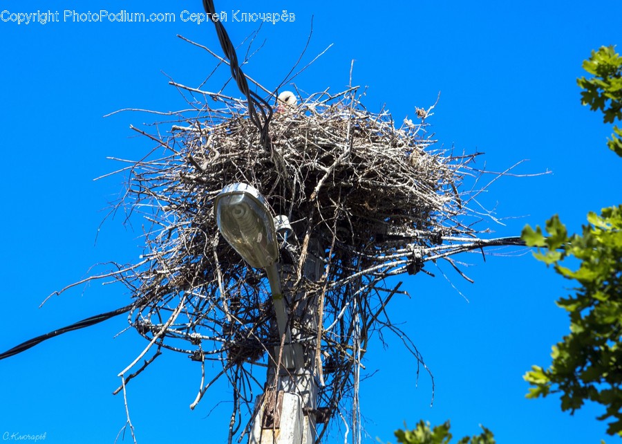Bird Nest, Nest, Flora, Plant, Tree