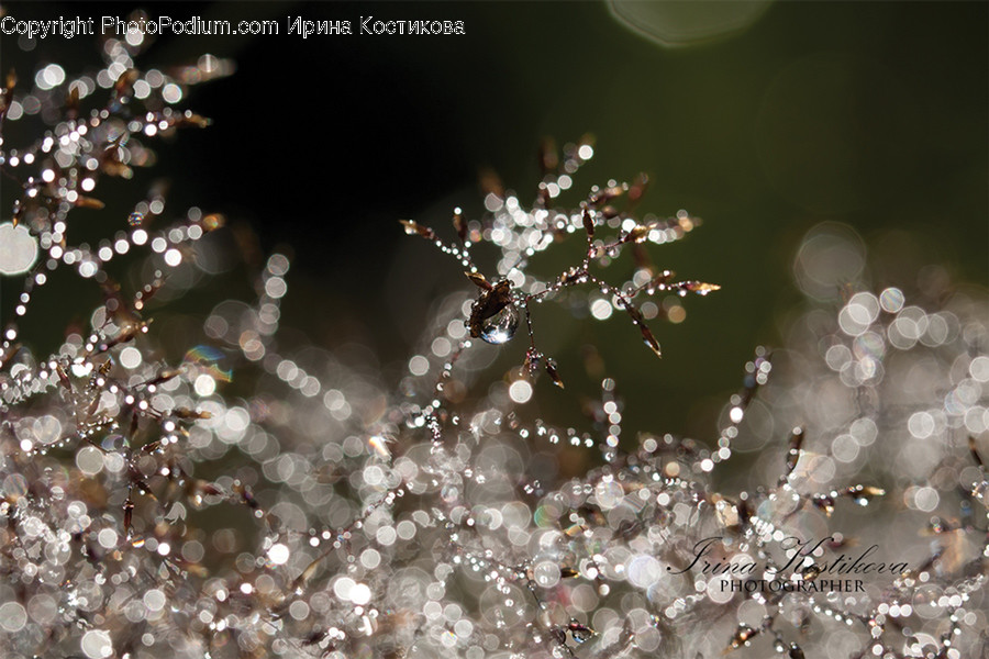 Blossom, Flora, Flower, Plant, Lilac