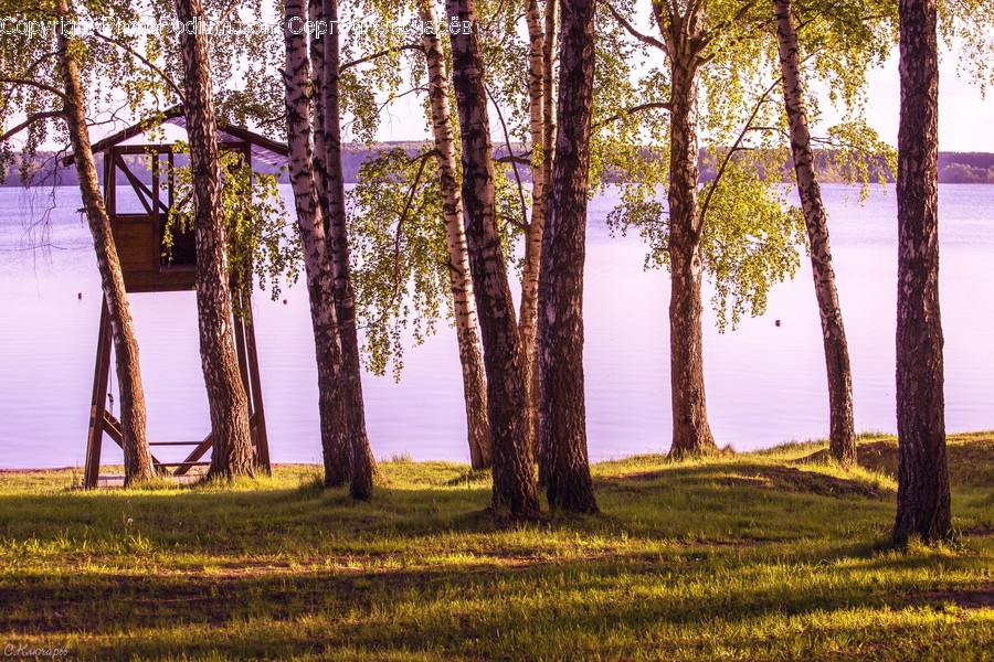 Flora, Forest, Land, Nature, Outdoors