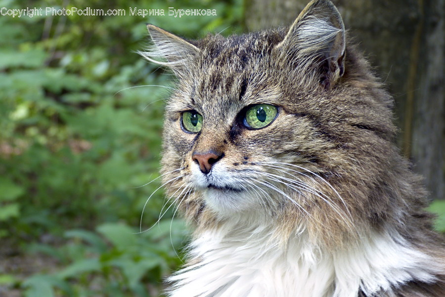 Animal, Pet, Cat, Mammal, Manx