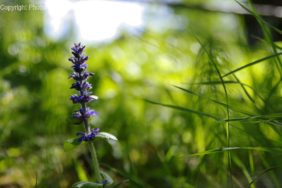 Blossom, Flora, Flower, Lupin, Plant