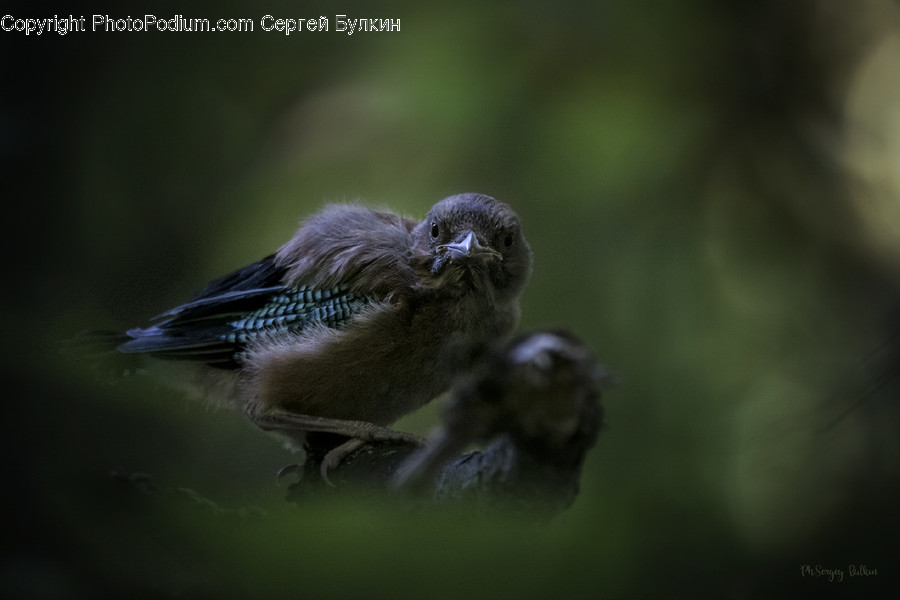 Animal, Bird, Blue Jay, Jay, Beak