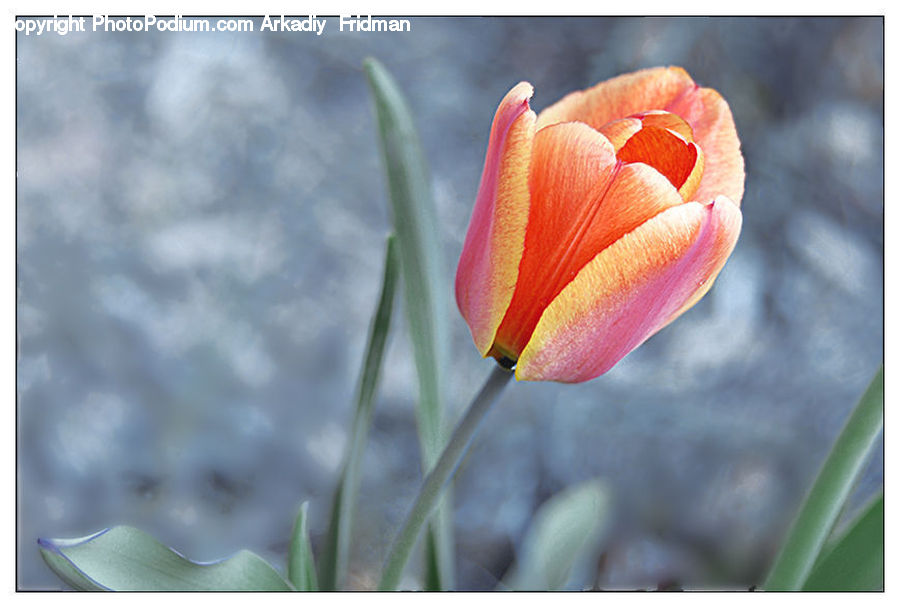 Blossom, Flora, Flower, Plant, Tulip, Crocus, Lily
