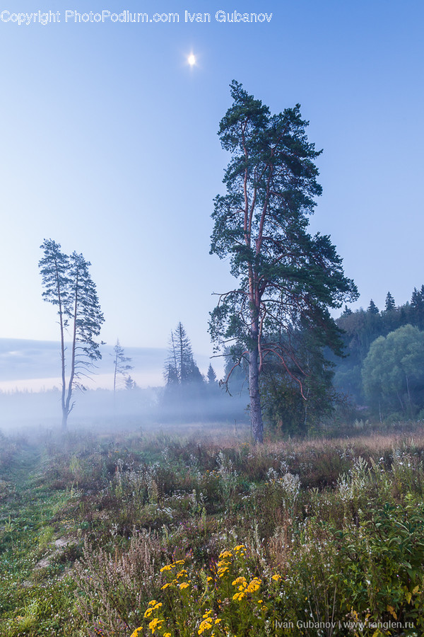 Conifer, Flora, Plant, Tree, Dawn