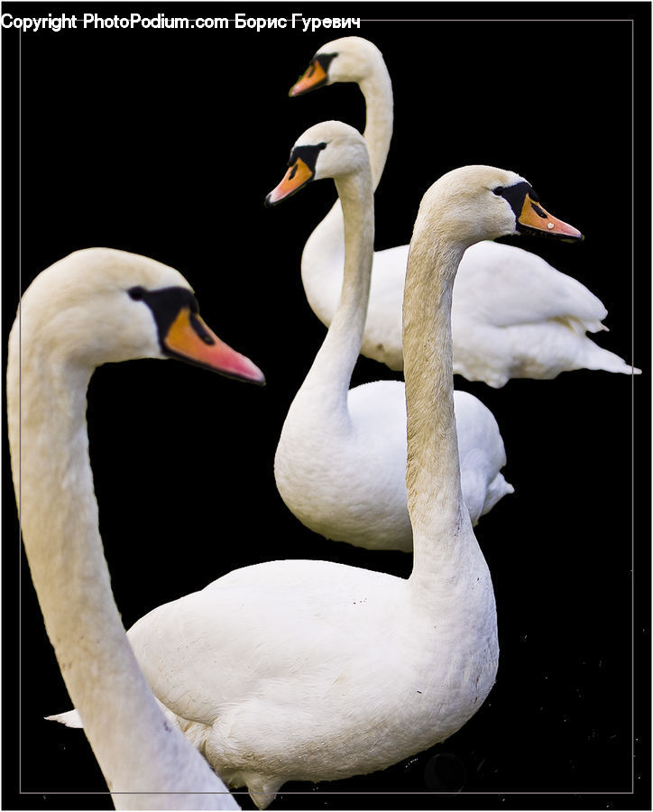 Bird, Swan, Waterfowl, Beak, Goose, Duck, Teal