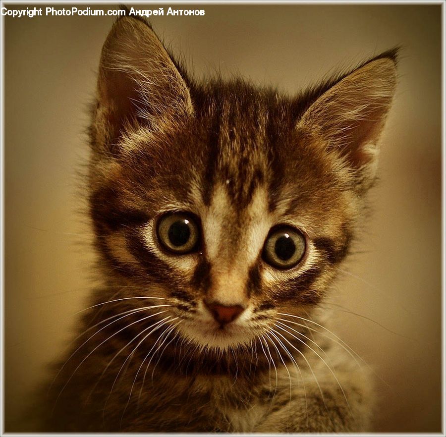 Animal, Cat, Kitten, Mammal, Pet, Manx, Abyssinian