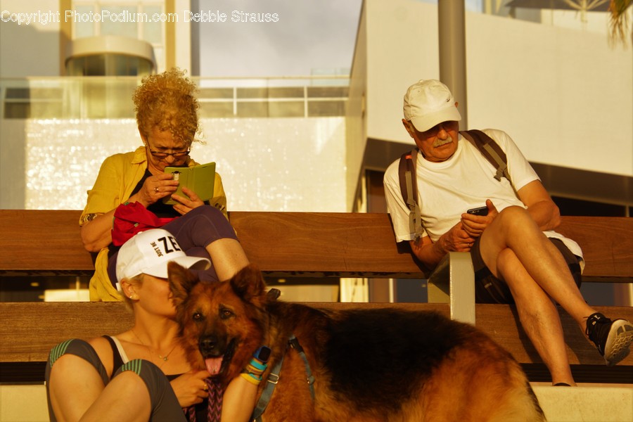 Human, People, Person, Animal, Canine