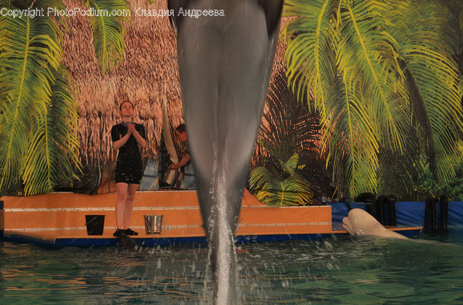Animal, Dolphin, Mammal, Sea Life, Leisure Activities