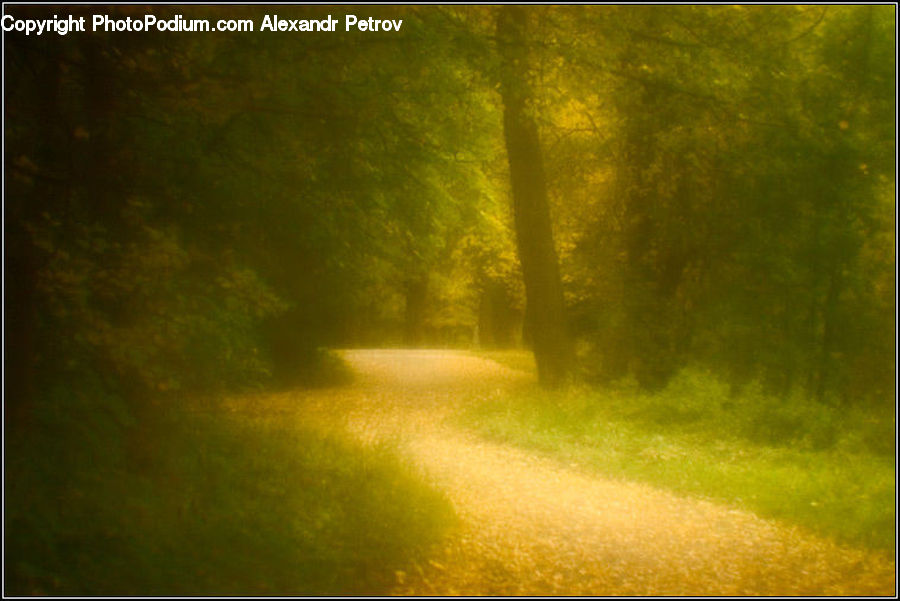 Dirt Road, Gravel, Road, Forest, Vegetation, Field, Grass