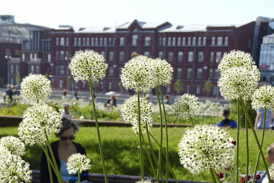 Allium, Blossom, Flora, Flower, Plant