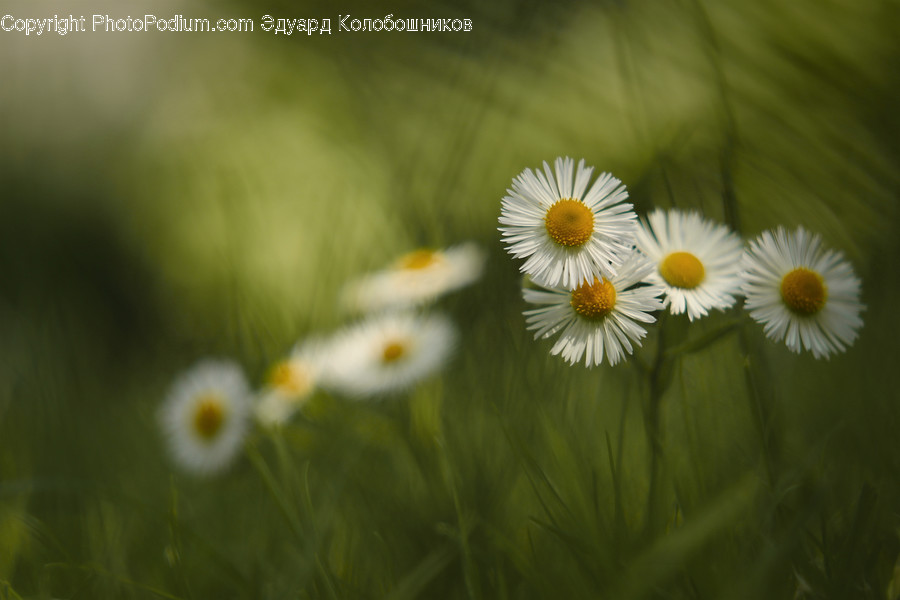Blossom, Daisies, Daisy, Flora, Flower