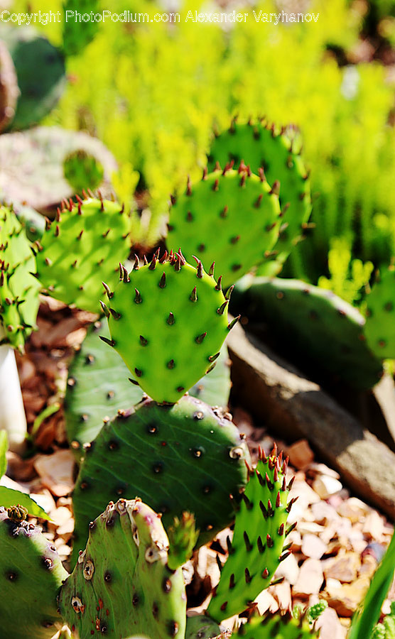 Cactus, Flora, Plant, Conifer, Tree