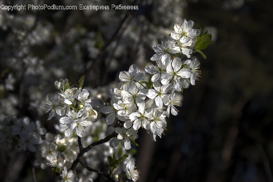 Blossom, Flora, Flower, Plant, Cherry Blossom