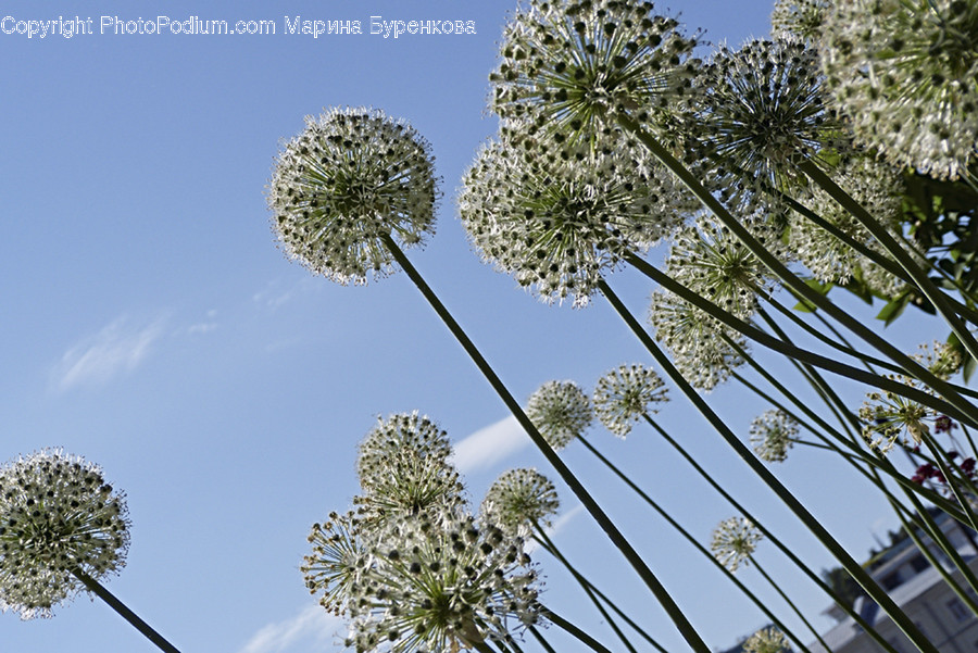 Dill, Flora, Food, Plant, Seasoning