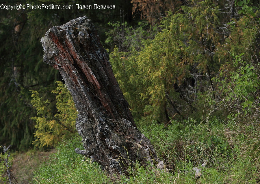Conifer, Flora, Plant, Tree, Tree Trunk