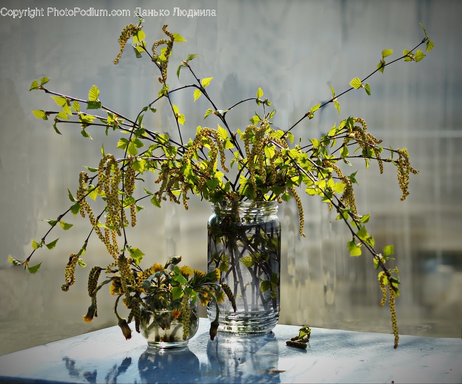 Flora, Jar, Plant, Potted Plant, Pottery