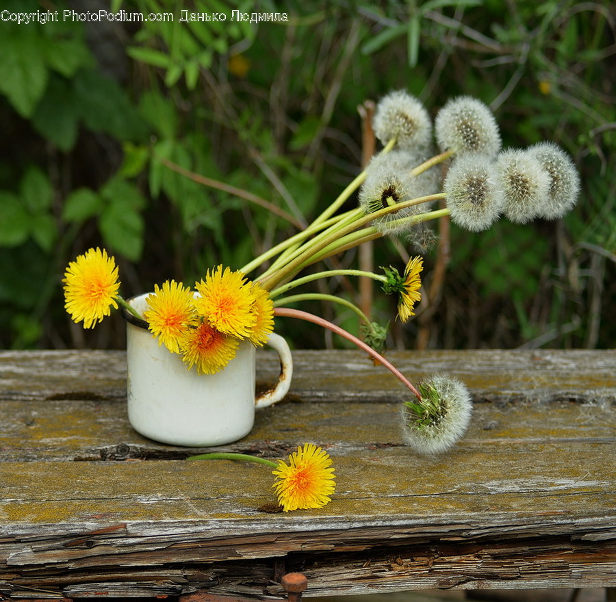 Flora, Plant, Pollen, Asteraceae, Blossom
