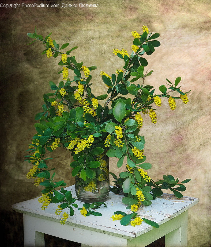 Bonsai, Flora, Jar, Plant, Potted Plant