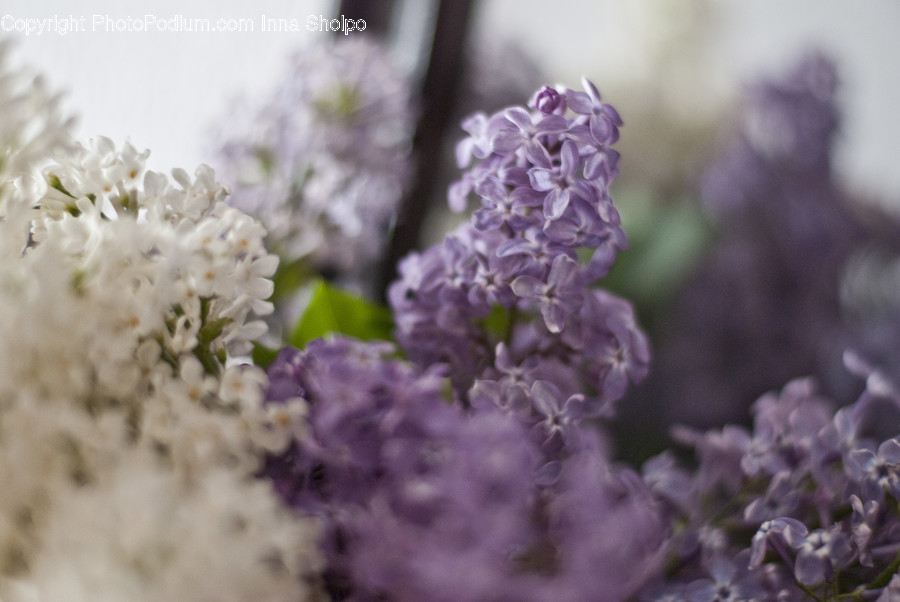 Blossom, Flora, Flower, Lilac, Plant