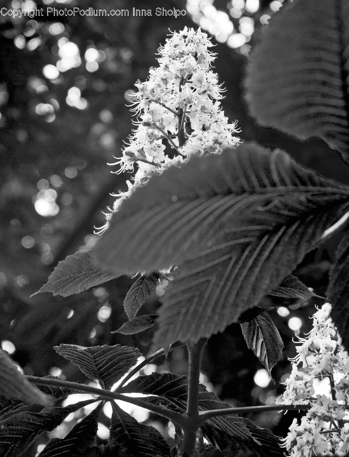 Blossom, Flora, Flower, Plant, Arecaceae